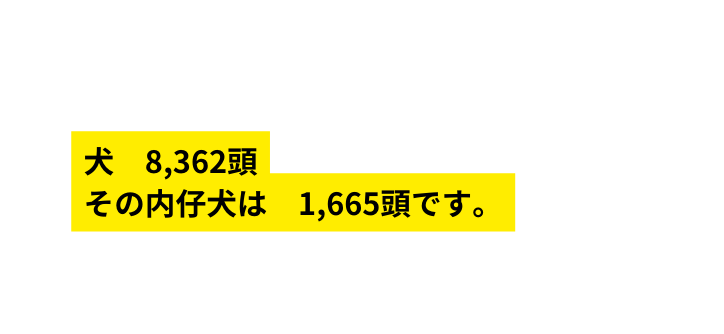 犬 8 362頭 その内仔犬は 1 665頭です