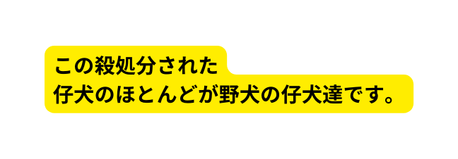 この殺処分された 仔犬のほとんどが野犬の仔犬達です