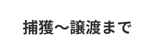 捕獲 譲渡まで